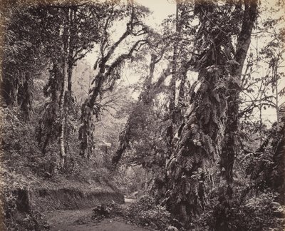 Darjeeling, scène forestière avec lianes, avec la route de Tukvar - Samuel Bourne