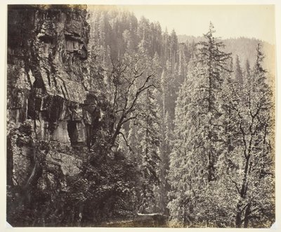 Sans titre [falaises et arbres], vers 1865 - Samuel Bourne