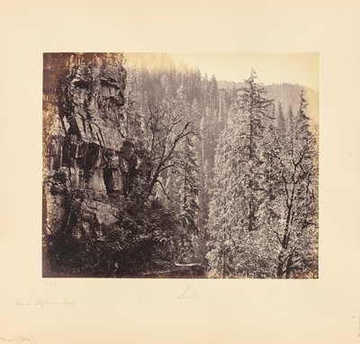Vue dans la forêt de Narkunda - Samuel Bourne