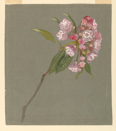 Une branche de laurier des montagnes avec feuilles et fleurs - Samuel Colman