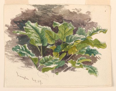 Étude botanique - Samuel Colman