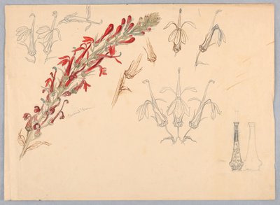 Fleur de cardinal - Samuel Colman