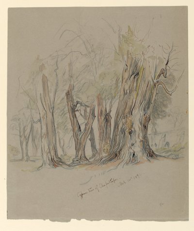 Cypress de Chapultepec, Mexique - Samuel Colman