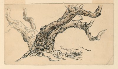Dessin, Esquisses. Sycomores, Santa Barbara, Californie, vers 1888 - Samuel Colman