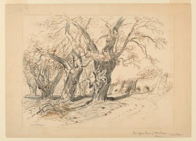 Dessin, Étude pour Les Cyprès de Montezuma, Parc de Chapultepec, Mexique - Samuel Colman