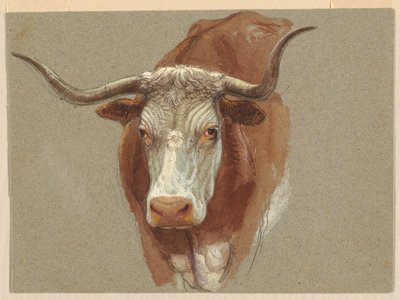 Tête de vache ou de bœuf - Samuel Colman