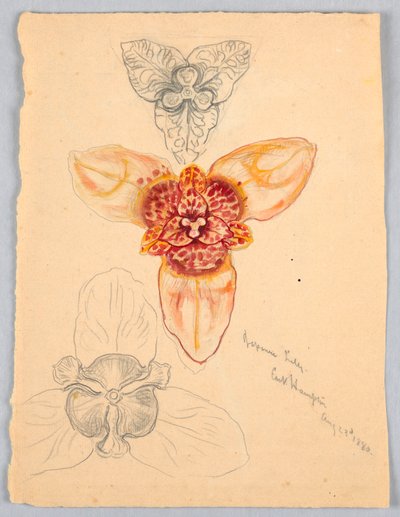 Lys japonais, East Hampton - Samuel Colman