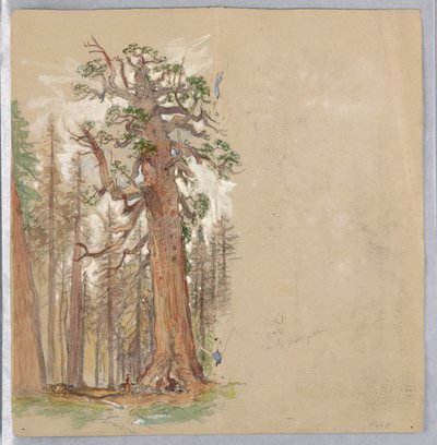 Chêne et toujours vert - Samuel Colman