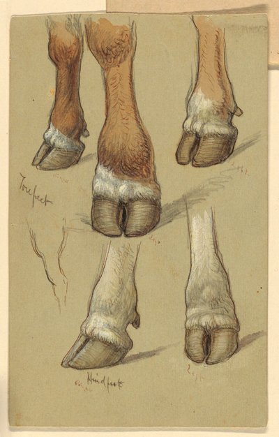 Études après le bétail - Samuel Colman