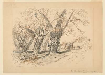 Étude pour Les Cyprès de Montezuma, Parc de Chapultepec, Mexique - Samuel Colman