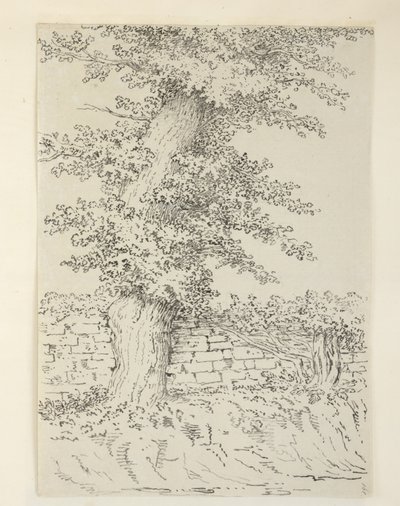 Un orme à Bedminster - Samuel Hieronymous Grimm