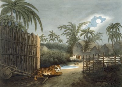 Un tigre rôdant dans un village (bétail en terreur), de 