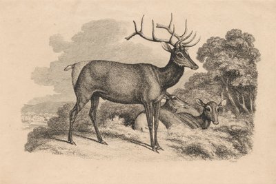 Un cerf et deux biches - Samuel Howitt