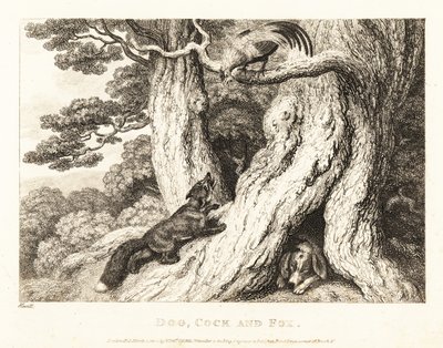 Un coq dans un arbre trompe un renard, tandis qu
