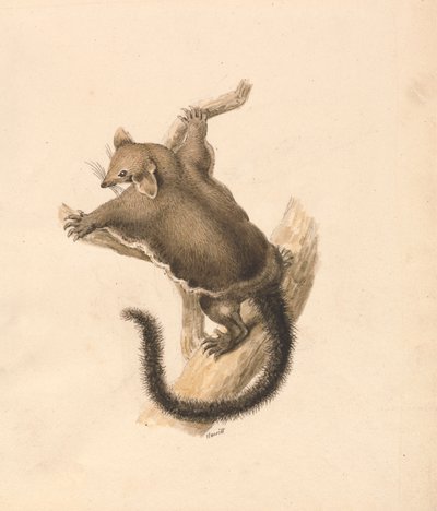 Écureuil volant - Samuel Howitt