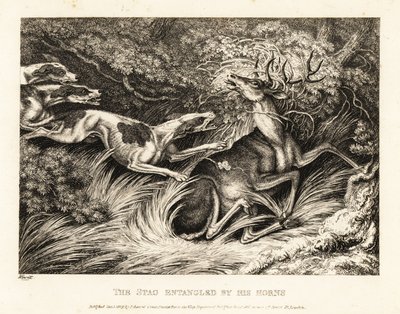 Trois chiens attaquent un cerf attrapé par ses bois. 1811 - Samuel Howitt