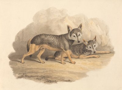 Deux hyènes - Samuel Howitt