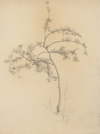 Arbre en fleurs, 1884 - Samuel Isham