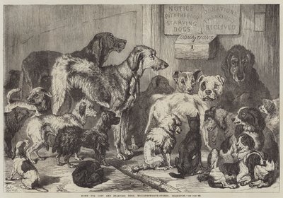Refuge pour chiens perdus et affamés, rue Hollingsworth, Islington - Samuel John Carter