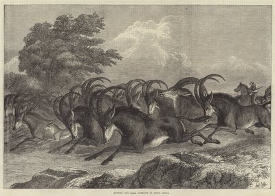 Chasse à l