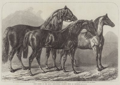 Chevaux primés au salon de la Royal Agricultural Society, à Leicester - Samuel John Carter