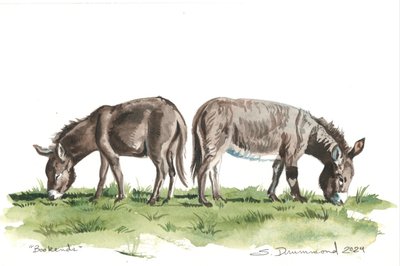 Serre-livres, 2024 (aquarelle sur papier) - Sarah Drummond