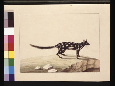 Page 28. Un Tapoa Tafa. Maintenant connu sous le nom de Dasyurus quoll. Semble être une copie de Sarah Stone d