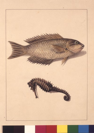 Page 2. Labrus cyprinacé et hippocampe. Maintenant connu sous le nom de labre ou poisson-perroquet et hippocampe, vers 1789-90 - Sarah Stone
