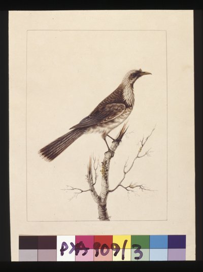 Page 3. Bouton, Guêpier à front blanc : Signé l.c. Sarah Smith. Maintenant connu sous le nom de Friar bird, vers 1789-90 - Sarah Stone