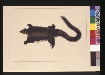 Page 4. Hepoona Roo: Signé l.l. hors cadre S. Smith. Maintenant connu sous le nom de grand planeur possum, vers 1789-90 - Sarah Stone