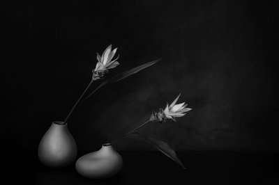  - Saskia Dingemans