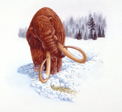 Mammouth cherchant de la nourriture dans la neige, période Pliocène/Pleistocène - School Italian