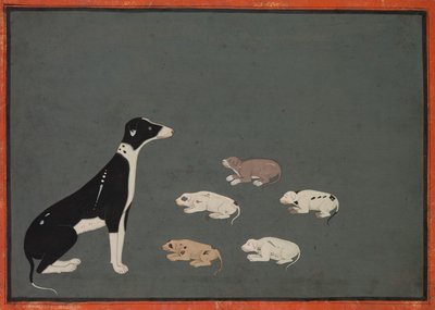 Chien avec chiots, vers 1780 (encre et aquarelle opaque sur papier) - School Mughal