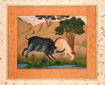 Lion en combat avec un buffle d