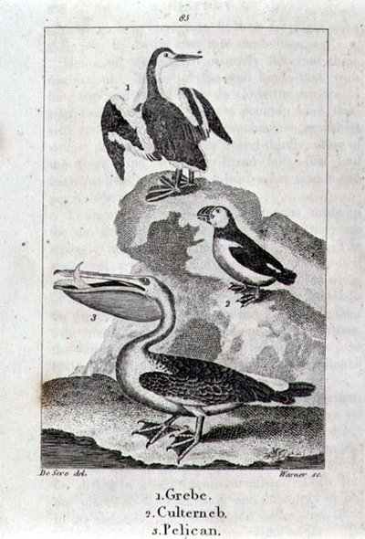 Grèbe, Culterneb et Pélican de 