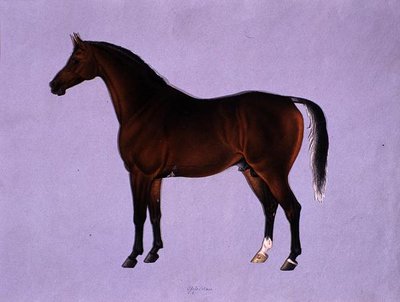 Oppidan, vers 1840 - Shaik Muhammad Amir of Karraya