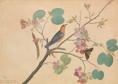 Grive à tête orange et un sphinx tête de mort sur un ébène violet..., daté 1778 - Shaikh Zain al Din