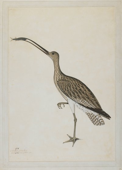 Courlis oriental dévorant un gobie - Shaikh Zain ud Din (fl.1777 83)