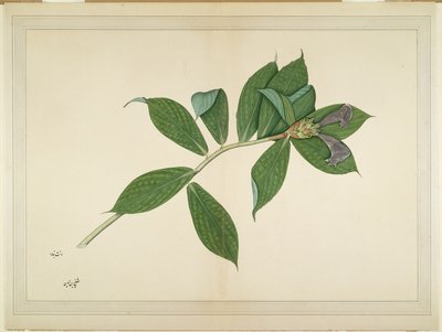 Plante de gingembre crépu, folio d