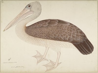 Pélican à bec tacheté, folio d