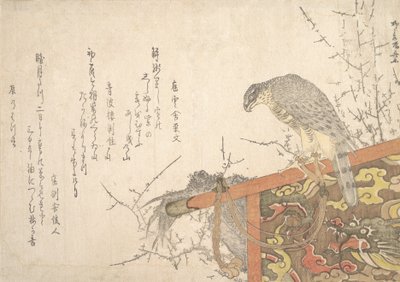 Faucon attaché à un perchoir - Shinsai