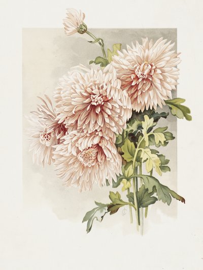 Chrysanthèmes - Sidney Thomas Callowhill