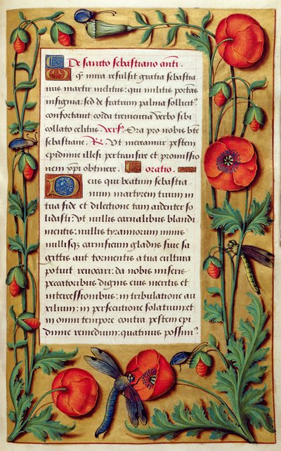 Coquelicots et libellule, d