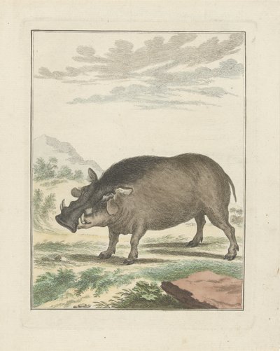 Sanglier africain - Simon Fokke