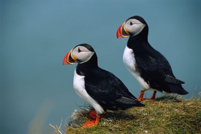 Islande, Ingolfshofdi, couple de macareux atlantiques sur une falaise couverte d
