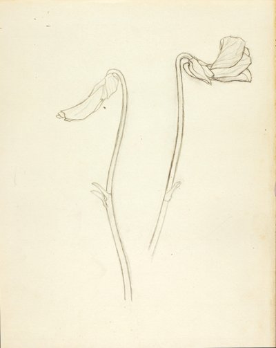 Fleur fermée et ouverte - Solon H. Borglum