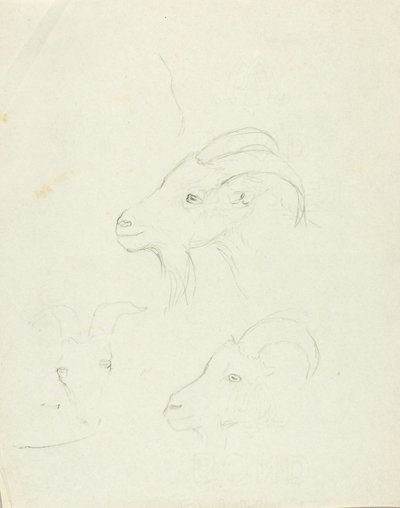 Chèvres - Solon H. Borglum