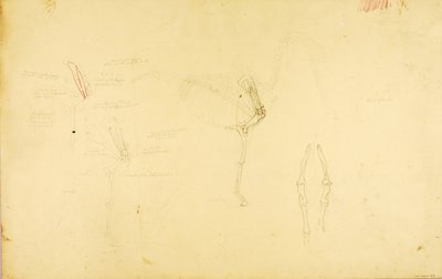 Anatomie du cheval - Solon H. Borglum