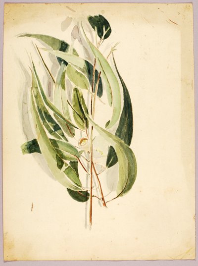Étude des plantes - Solon H. Borglum