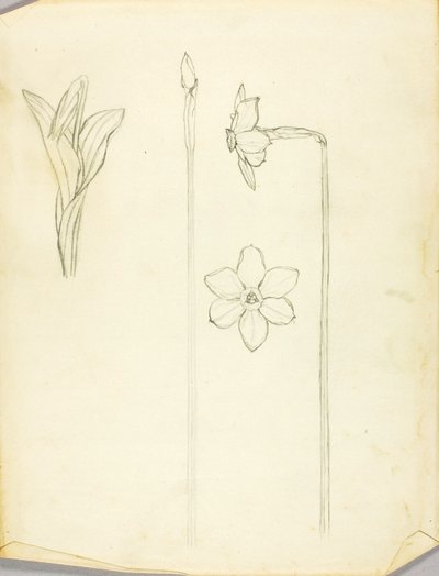 Étude des plantes - Solon H. Borglum
